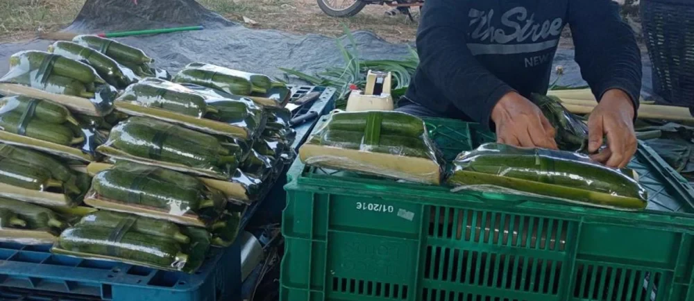 Innovation project “Sustainable packaging with banana stems”