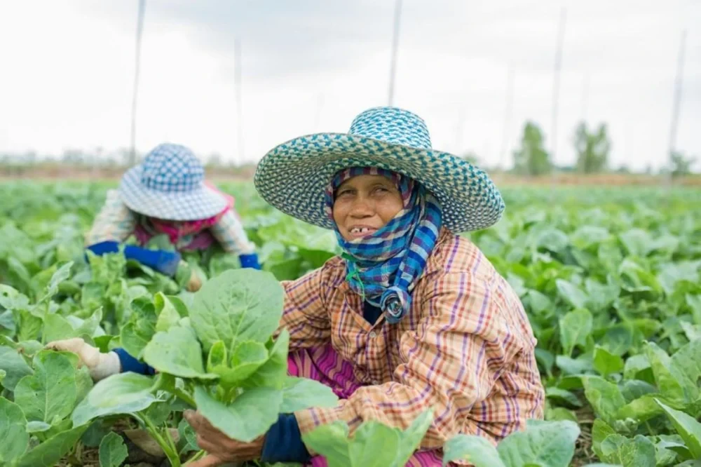 “Continue Direct Product Sourcing from Farmers (Non Khwao Model)“ Project